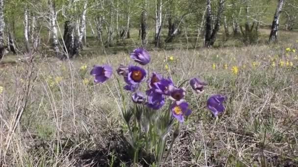 Nieves violetas en pradera de primavera contra el cielo azul — Vídeos de Stock