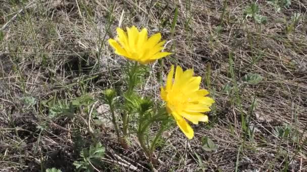 Die ersten Frühlingsblumen Adonis gelb im Wind auf der Wiese — Stockvideo