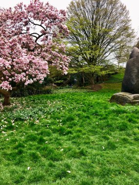 Hyde Park Londra 'da çiçek açan manolya