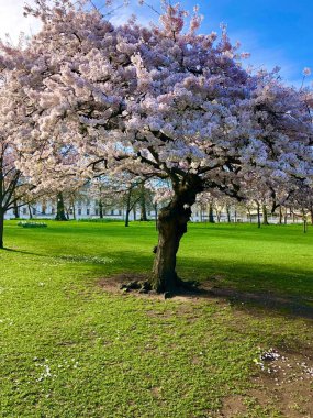 Hyde Park Londra 'da çiçek açan manolya