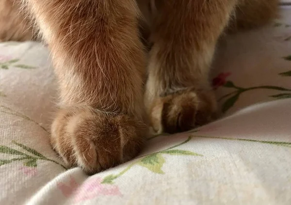 Las patas de un lindo gato rojo de pie cerca — Foto de Stock