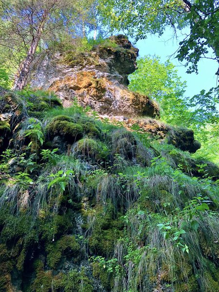 A rock in the form of a bizarre shape of a human head in a wild forest in the middle of pines and firs