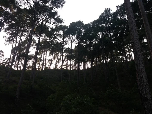 Sabah Bir Orman — Stok fotoğraf