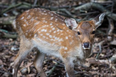 Japonya, Nara 'daki Nara Deer Park' ında serbestçe dolaşan Şirin Geyik.