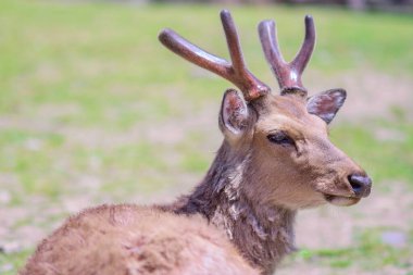 Japonya, Nara 'daki Nara Deer Park' ında serbestçe dolaşan Şirin Geyik.