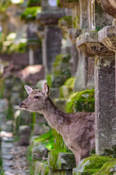 Cute Deer roaming freely in Nara Deer Park in Nara, Japan