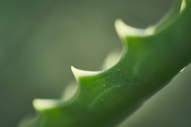 Kapalı makro kaktüs, doğa fotoğrafı.