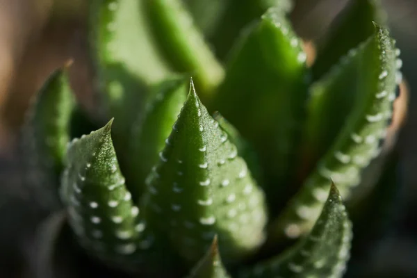 Nahaufnahme Makro Kaktus Details Natur Archivfoto — Stockfoto