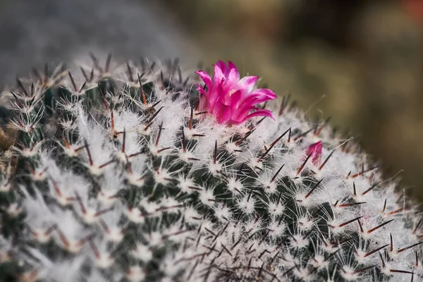 Primeros Planos Macro Cactus Detalles Naturaleza Stock Foto — Foto de Stock