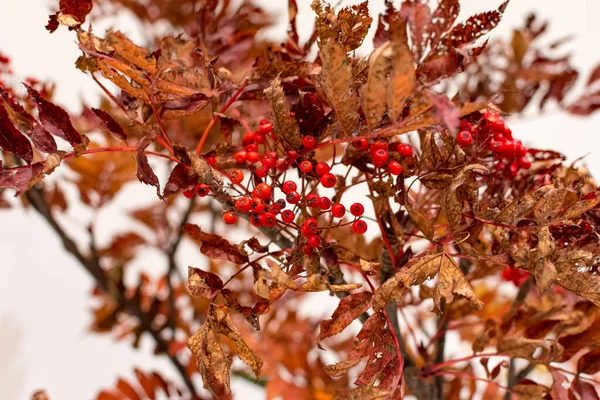 Όμορφη Ikebana Ιαπωνική Τέχνη Της Διάταξης Λουλουδιών Λευκό Φόντο — Φωτογραφία Αρχείου