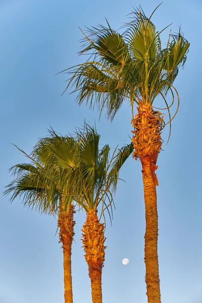 Palm Trees Illuminated Setting Sun Vacation Travel Image Stock — Stock Photo, Image