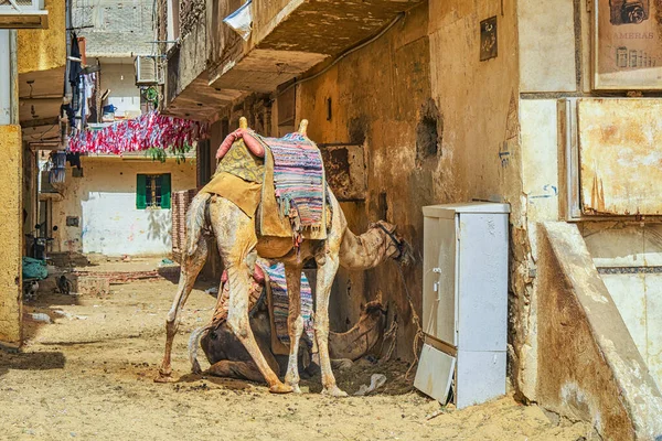 2019年5月25日 骆驼在埃及开罗的街道上躲避埃及炎热的阳光 — 图库照片