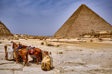 Büyük Giza Piramidi 'nde (Khufu Piramidi veya Cheops Piramidi) atlar ve develer, Mısır' ın Kahire şehrinde Giza Platosu