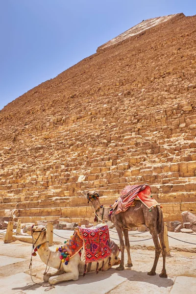Camellos Frente Pirámide Khafre Pirámide Chephren Segunda Más Alta Segunda — Foto de Stock