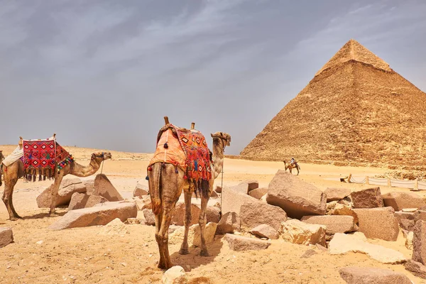 位于埃及开罗吉萨高原的古埃及金字塔第二高 第二大的Khafre金字塔 Chephren金字塔 前的骆驼 — 图库照片