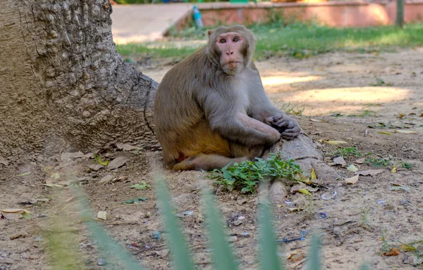Rhesus Macaque Macaca Mulatta Wild Monkey Street New Delhi India — ストック写真