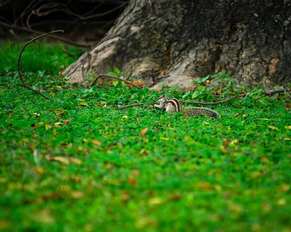 Esquilo Palma Norte Funambulus Pennantii Também Chamado Esquilo Das Cinco — Fotografia de Stock