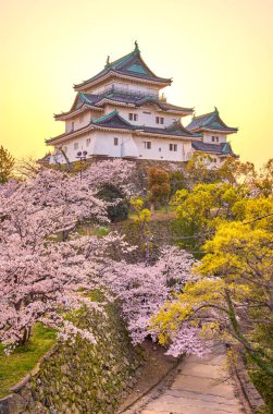 Wakayama Şatosu Wakayama, Japonya 'da kiraz çiçeği Sakura mevsimi sırasında