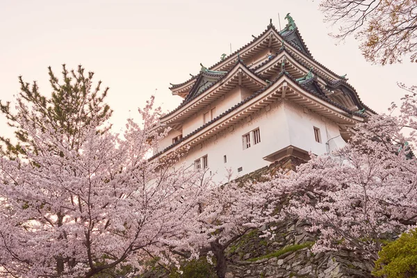 Castillo Wakayama Durante Temporada Sakura Flor Cerezo Wakayama Japón — Foto de Stock