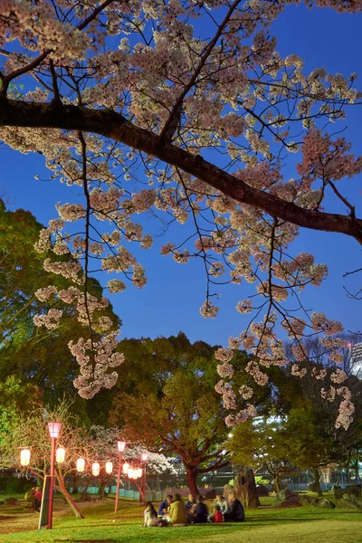 Wakayama Japán 2018 Március Emberek Piknikeznek Virágzó Cseresznyefák Alatt Élvezik — Stock Fotó