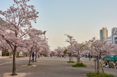Kobe / Japonya - 31 Mart 2018: Japonya 'nın Kobe kentindeki JR Shin-Kobe tren istasyonunun yanındaki Ikutagawa Nehri Kiraz Çiçeği Parkı