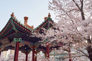 Ikutagawa Nehri 'nin Kiraz Çiçeği Parkı Kobe, Japonya' daki JR Shin-Kobe tren istasyonunun yanında.