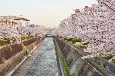 Ikutagawa Nehri 'nin Kiraz Çiçeği Parkı Kobe, Japonya' daki JR Shin-Kobe tren istasyonunun yanında.