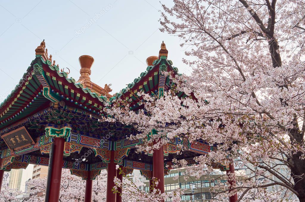 Ikutagawa River's Cherry Blossoms park located next to the JR Shin-Kobe railway station in Kobe, Japan