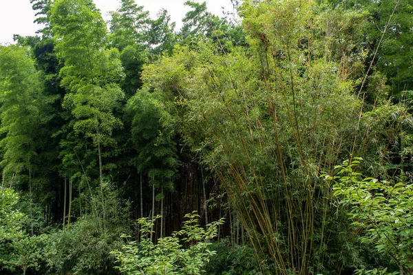 Belo Bosque Bambu Floresta Bambu China — Fotografia de Stock