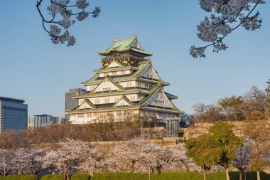 Japonya 'nın Osaka kentinde bahar mevsiminde kiraz çiçekleri açan güzel Osaka kalesi.