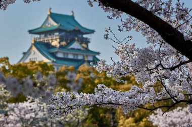 Japonya 'nın Osaka kentinde bahar mevsiminde kiraz çiçekleri açan güzel Osaka kalesi.