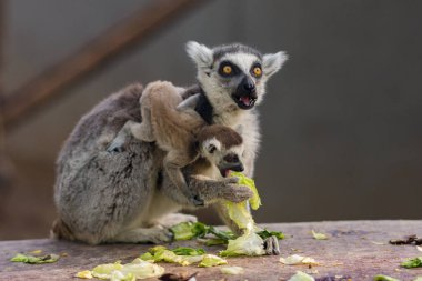 Halka kuyruklu lemur Lemur catta ve bebek lemur Pekin Hayvanat Bahçesi 'nde yemek yiyorlar.