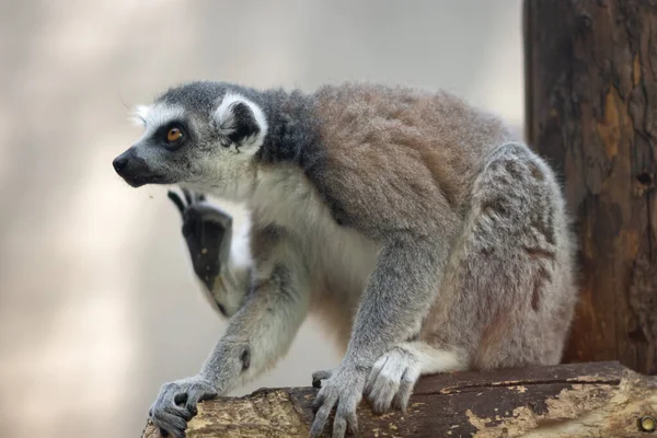 Lémurien Queue Cerclée Lemur Catta Zoo Pékin — Photo