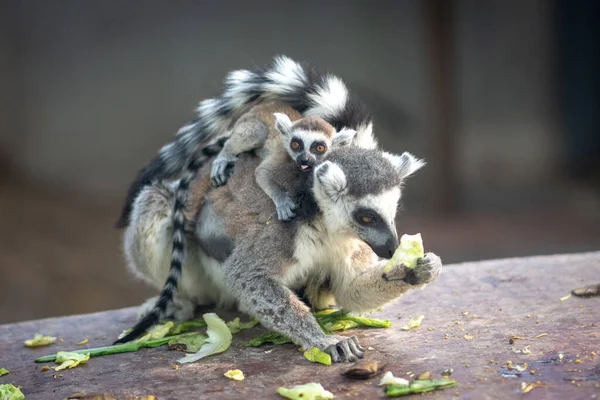 Der Ringelschwanzmaki Lemur Catta Beim Fressen Pekinger Zoo — Stockfoto