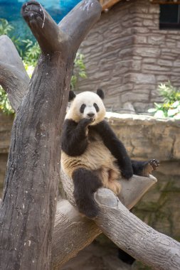 Pekin Hayvanat Bahçesi, Çin 'de ağaçtaki sevimli dev panda.