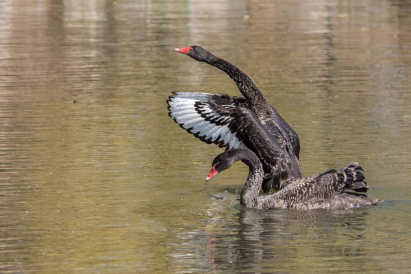 Elegant black swans swimming in the lake