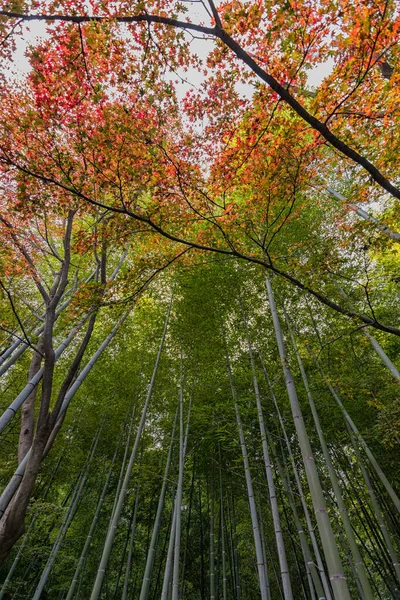 Scenic Arashiyama Floresta Bambu Destino Turístico Popular Kyoto Japão — Fotografia de Stock