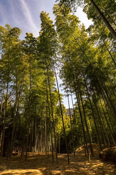 Scenic Arashiyama Forêt Bambous Destination Touristique Populaire Kyoto Japon — Photo