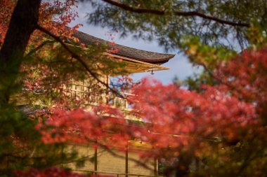 Japonya 'nın Kyoto kentindeki Zen Budist Tapınağı' nın bahçesinde sonbahar yaprakları.
