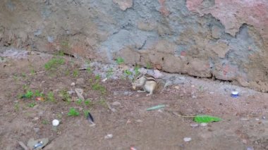 Kuzey palmiye sincabı (Funambulus pennantii), Hindistan 'ın Yeni Delhi, Hindistan' da çok yaygın olarak görülen beş çizgili palmiye sincabı.