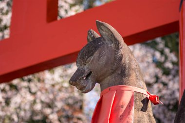 Japonya 'nın Kyoto kentindeki Fushimi Inari Shinto tapınağında bir Kitsune heykeli, Japon Shinto kızıl tilki tanrısı.