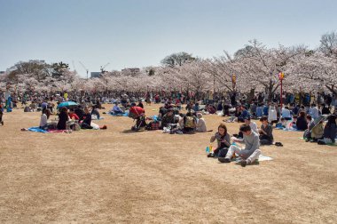 Himeji / Japonya - 31 Mart 2018: Japonya 'nın Himeji kentindeki Himeji şatosu parkında Sakura mevsiminde çiçek açan kiraz ağaçları altında piknik yapan insanlar