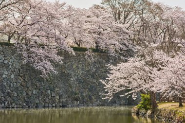Himeji Kalesi taş duvarları ve su hendeği Kiraz çiçeği sakura mevsimi sırasında Himeji, Hyogo Bölgesi, Japonya