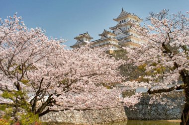 Himeji Şatosu kiraz çiçekli sakura mevsimi sırasında Himeji, Hyogo Bölgesi, Japonya