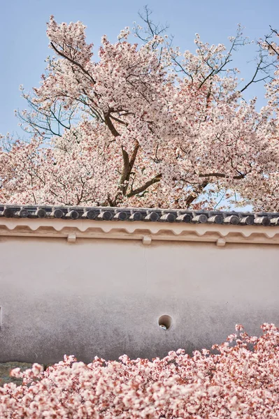 Pared Del Castillo Himeji Con Flores Cerezo Durante Temporada Sakura —  Fotos de Stock