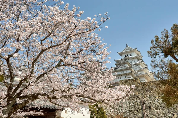 Castillo Himeji Durante Temporada Sakura Flor Cerezo Himeji Prefectura Hyogo — Foto de Stock