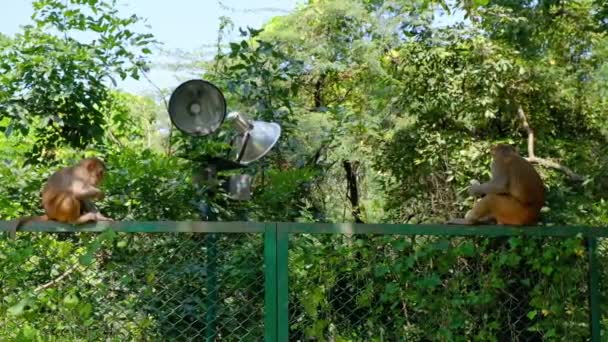 Divoké Opice Sedí Kovovém Plotě Jedí Banány Parku Hauz Khas — Stock video