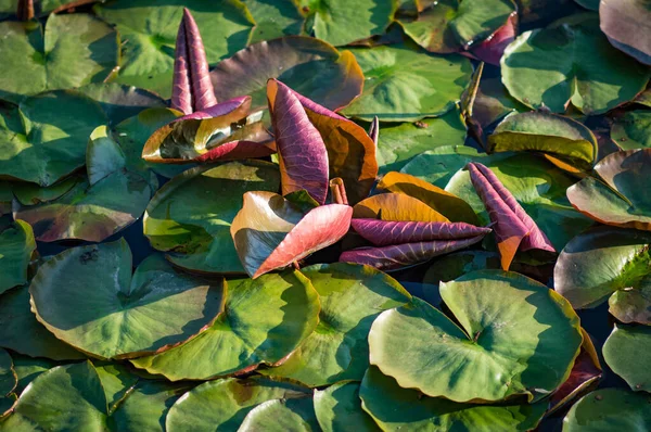 Folhas Lótus Verde Uma Lagoa Água Imagem Estoque Natureza — Fotografia de Stock