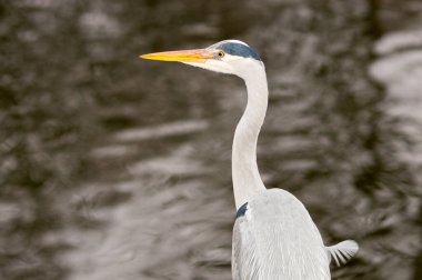 Güzel balıkçıl nehir kıyısında duruyor, arka planda su yüzeyi.