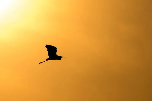 Silhouet Van Een Beroerte Die Tegen Heldere Zonsondergang Lucht Vliegt — Stockfoto